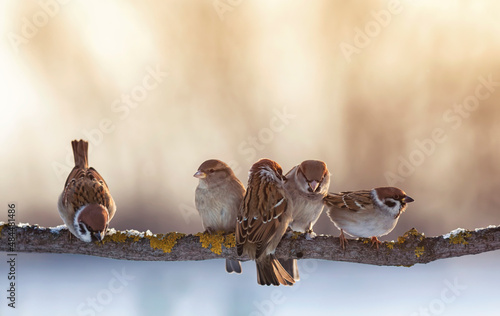funny little birds sparrows sitting on a branch in the garden