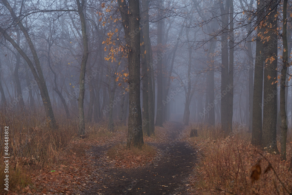 Morning fog in the autumn forest and dirt path Morning fog in the autumn forest and dirt path