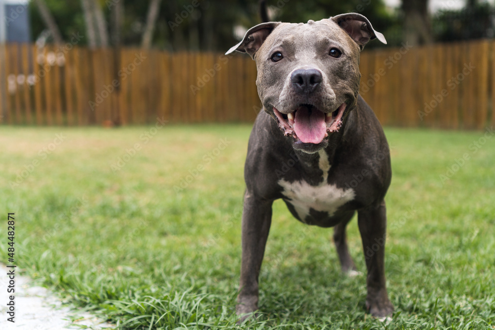 Pit bull dog playing in the park. Green grass, dirt floor and wooden stakes all around. Selective focus Pit bull dog playing in the park. Green grass, dirt floor and wooden stakes all around. Selective focus