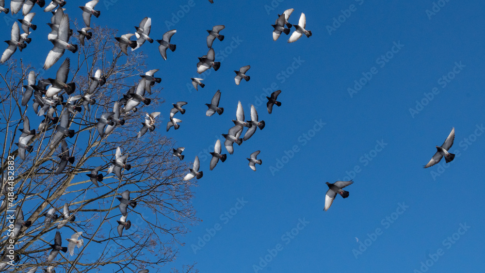 Fototapeta premium birds in flight