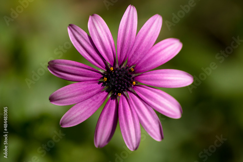 Perfect centered shot of Osteospermun ecklonis  Daisy  margarita  flower  violet. Buenos Aires  Argentina 
