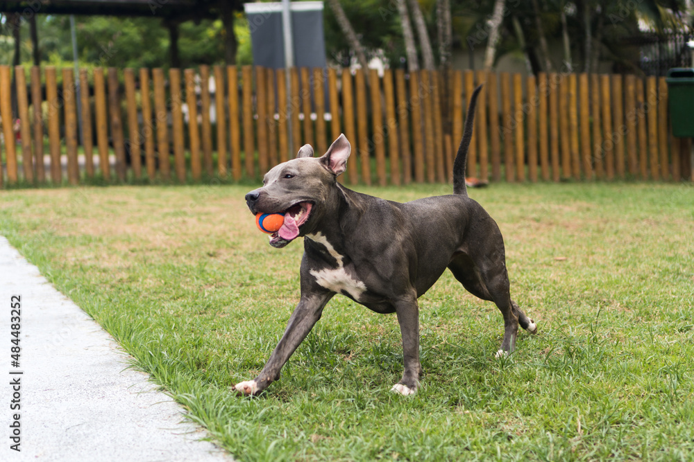 Pit bull dog playing in the park. Green grass, dirt floor and wooden stakes all around. Selective focus Pit bull dog playing in the park. Green grass, dirt floor and wooden stakes all around. Selective focus