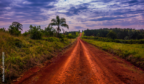 Red dirt road and blue sky with a palm tree in Aristobulo del Valle, Misiones, Argentina
