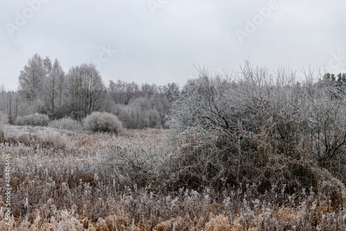 freezing winter morning  meadow grass and reeds covered with frost 