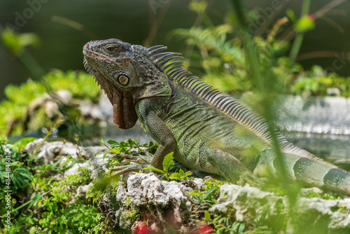 Green iguana