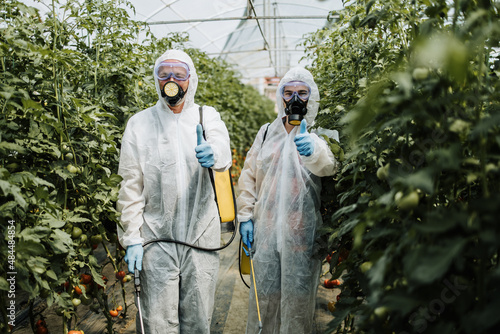 Industrial agriculture theme. Experienced workers in protective suites standing in greenhouse and showing thumb up after spraying toxic herbicides or insecticides on vegetables growing plantation.