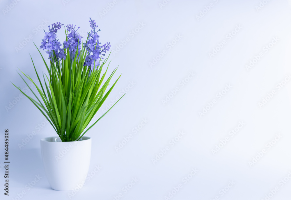 flower in a white pot on a white background. space for inscription