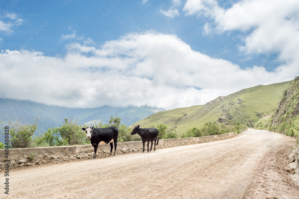 Vacas paseando en camino de montañas