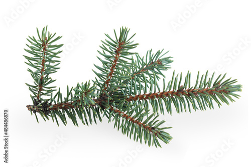 Blue spruce branch isolated on white background. 