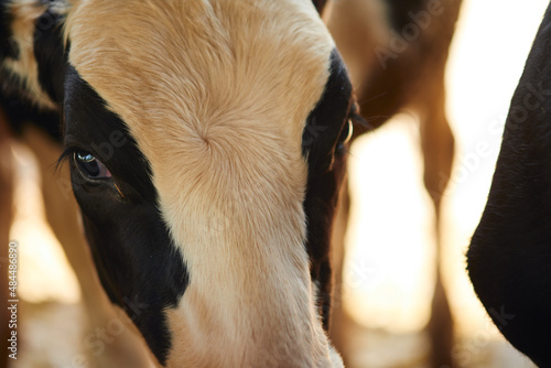 Close up of eyes portrait photo of a brown holstein friesian dairy cattle looing at camera in a stable photo