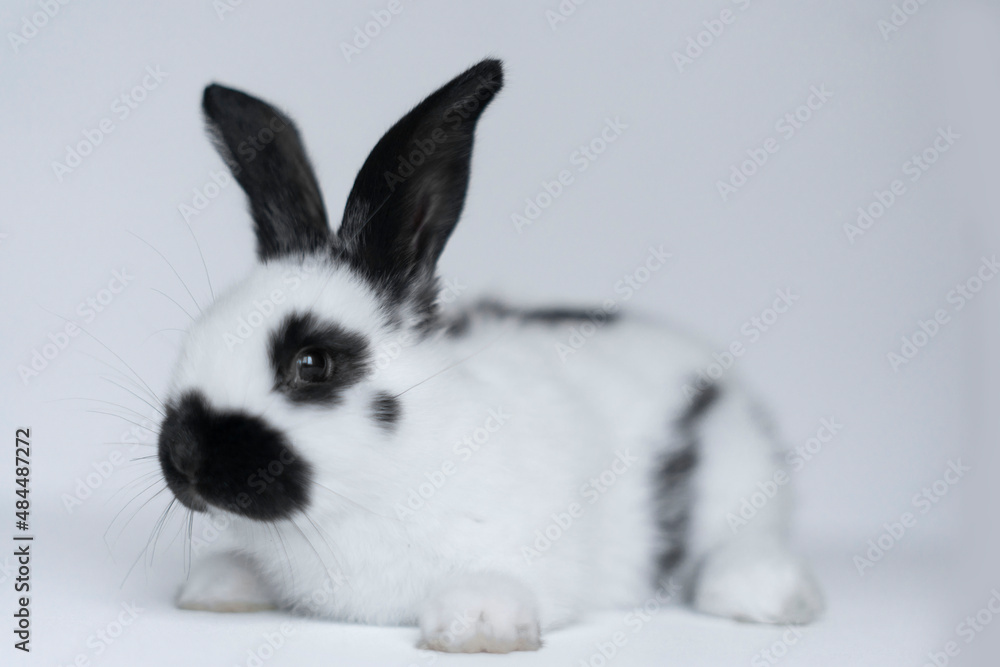 Front view of a cute white rabbit on a white background. Front view of a cute white rabbit on a white background.