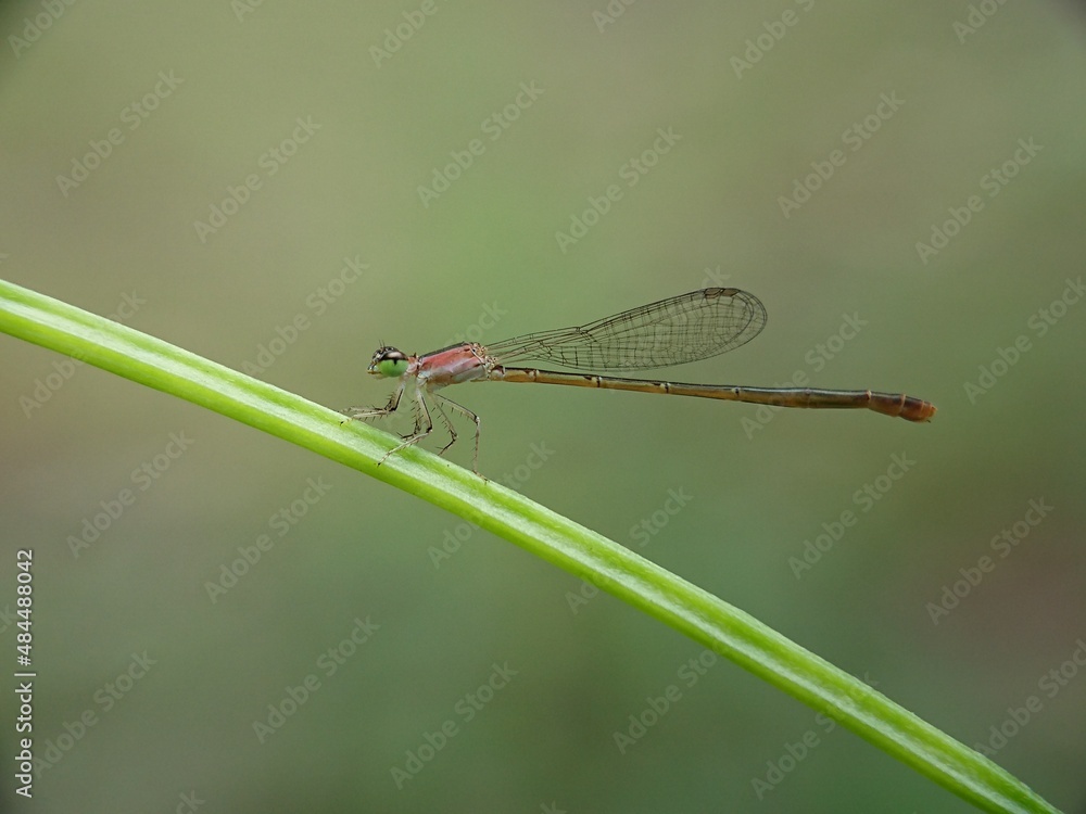 close up of a dragonfly close up of a dragonfly