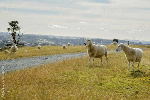 New Zealand - Shakespear Regional Park