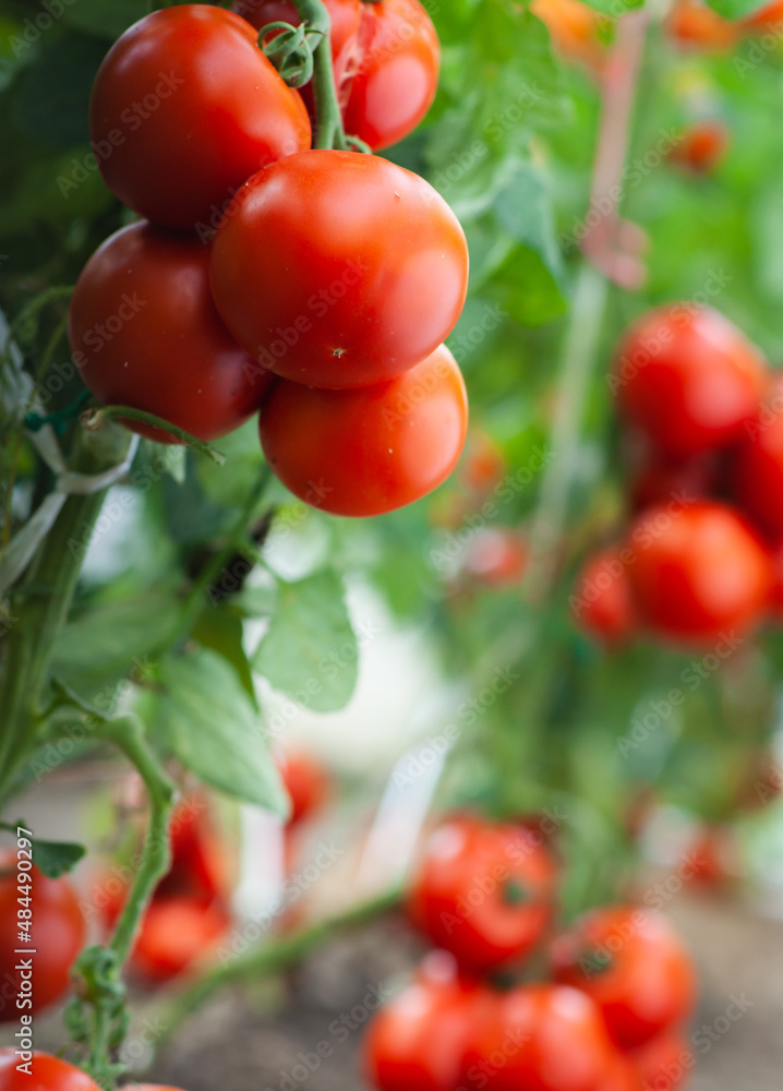 Growth ripe tomato in greenhouse Growth ripe tomato in greenhouse