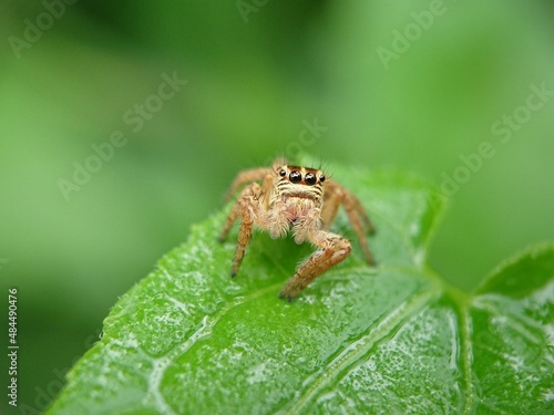 Fototapeta Naklejka Na Ścianę i Meble -  spider on a leaf