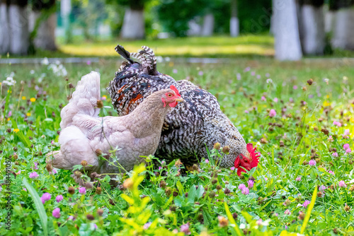 Gray spotted rooster and chickens in the garden of the farm on the grass looking for food