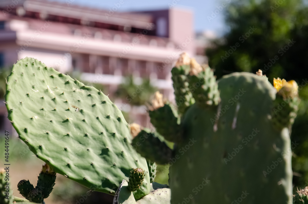 Cactus surface texture on blurred terrain background. Natural background with copy space. Structure of the prickly pear cactus. Tropical plants grow near houses in resort town. Cactus surface texture on blurred terrain background. Natural background with copy space. Structure of the prickly pear cactus. Tropical plants grow near houses in resort town.