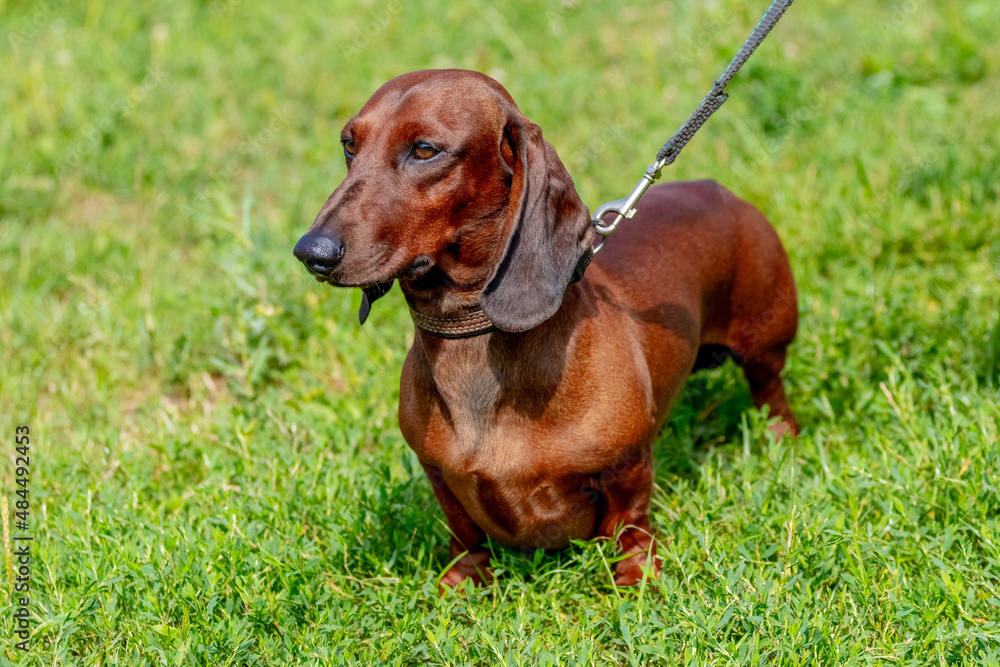 Brown dog dachshund on a leash in the park during a walk Brown dog dachshund on a leash in the park during a walk