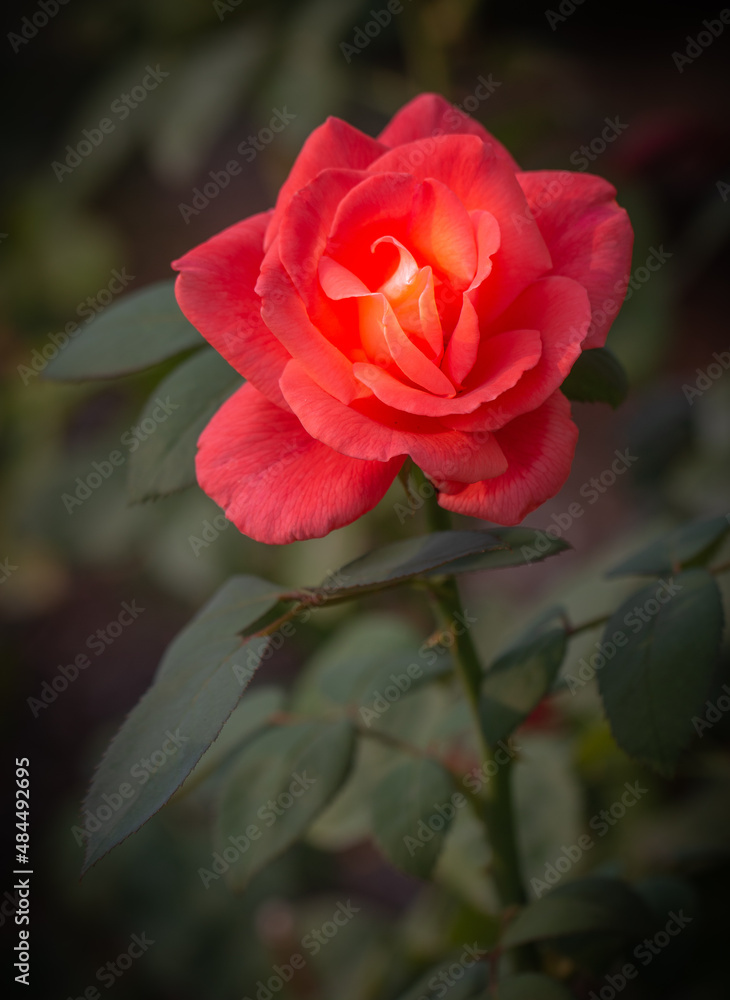 Close up scarlet rose in the garden, natural setting, nature beauty Close up scarlet rose in the garden, natural setting, nature beauty