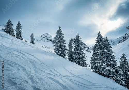Wintertannen in den Bergen  © Silke Koch