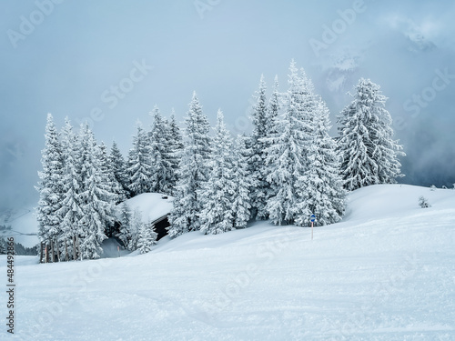 Romantische weiße Wintertannen mit Hütte  © Silke Koch
