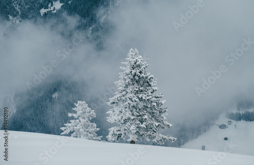 zwei winterliche Tannen in den Bergen  © Silke Koch