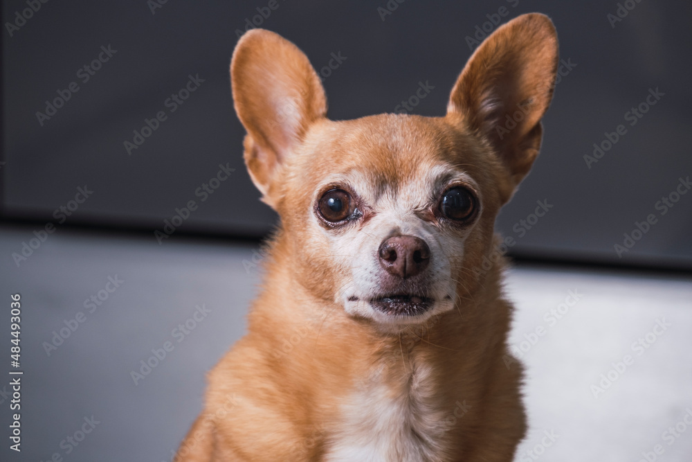 Portrait of a small copper-colored chihuahua dog