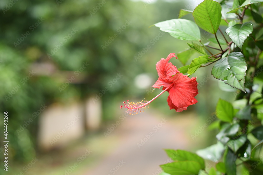 Obraz premium red hibiscus flower in the garden