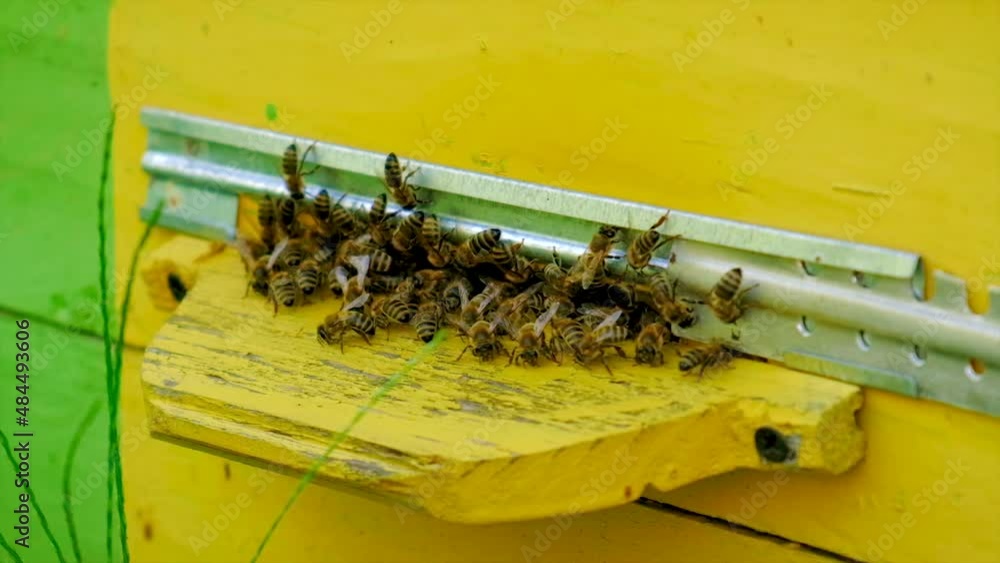 The bees fly into the hive. Selective focus. The bees fly into the hive. Selective focus.