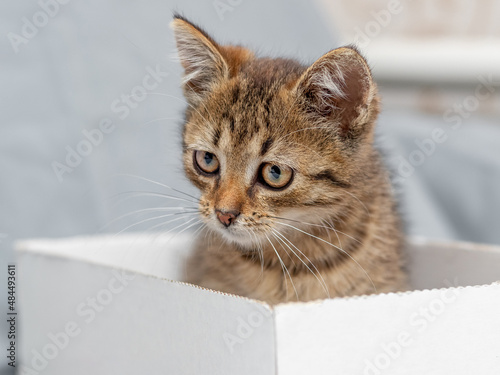 A small striped kitten sits in a cardboard box