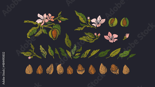 Almond nuts set. Floral symbol. Vector engraving