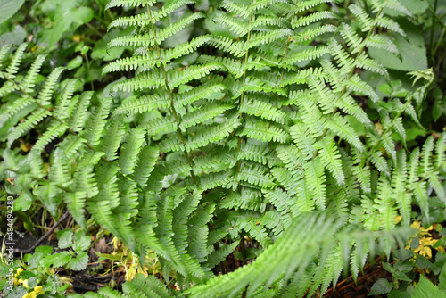 Fern (Dryopteris filix-mas) grows in the forest photo