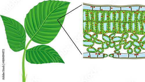 Sectional diagram of plant leaf microscopic structure. Cross-section through a leaf photo