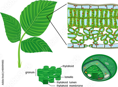 Chloroplast, thylakoid and sectional diagram of plant leaf microscopic structure isolated on white background