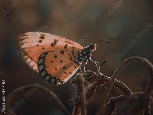 butterfly on a tree © Murhan