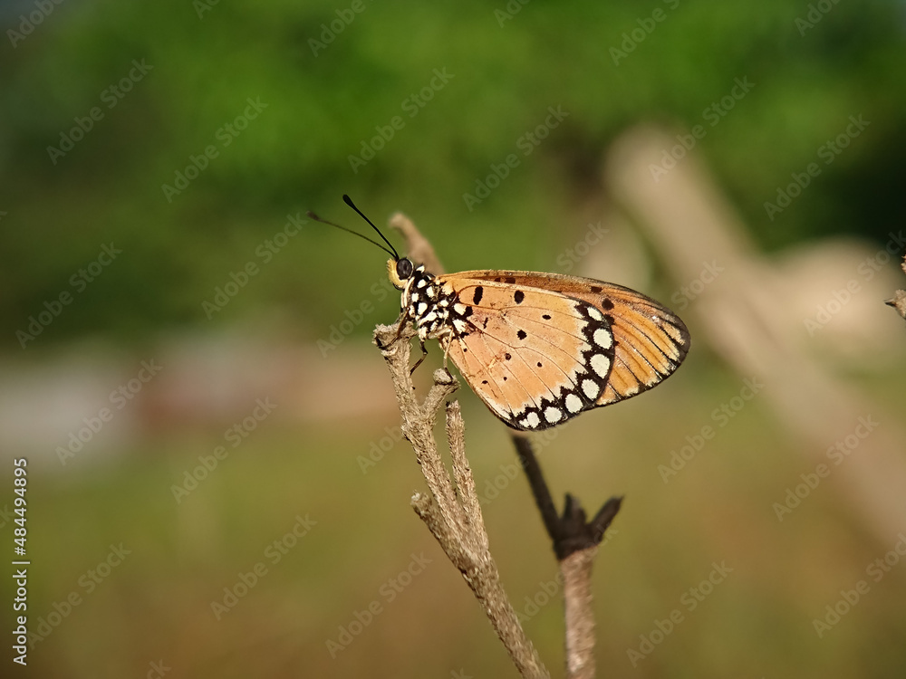 Fototapeta premium butterfly on a flower