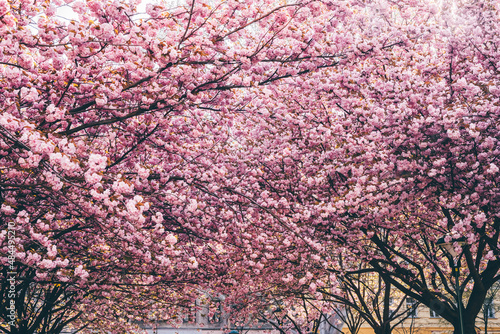 Wallpaper Mural Beautiful Sakura flowers during spring season in the park. Flora pattern texture, Nature floral background. Torontodigital.ca