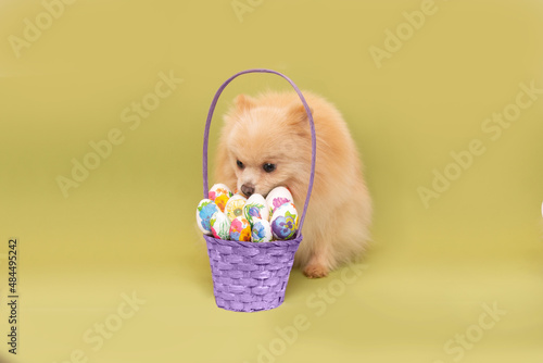 Cute Pomeranian dog looks at a basket of Easter eggs. A basket of Easter eggs and a red dog on a green background. Space for text.