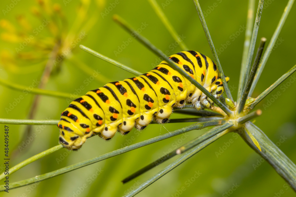 Closeup of a Monarch butterfly caterpillar feeding on leaves.