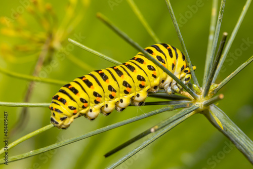 Closeup of a Monarch butterfly caterpillar feeding on leaves. © juriskraulis