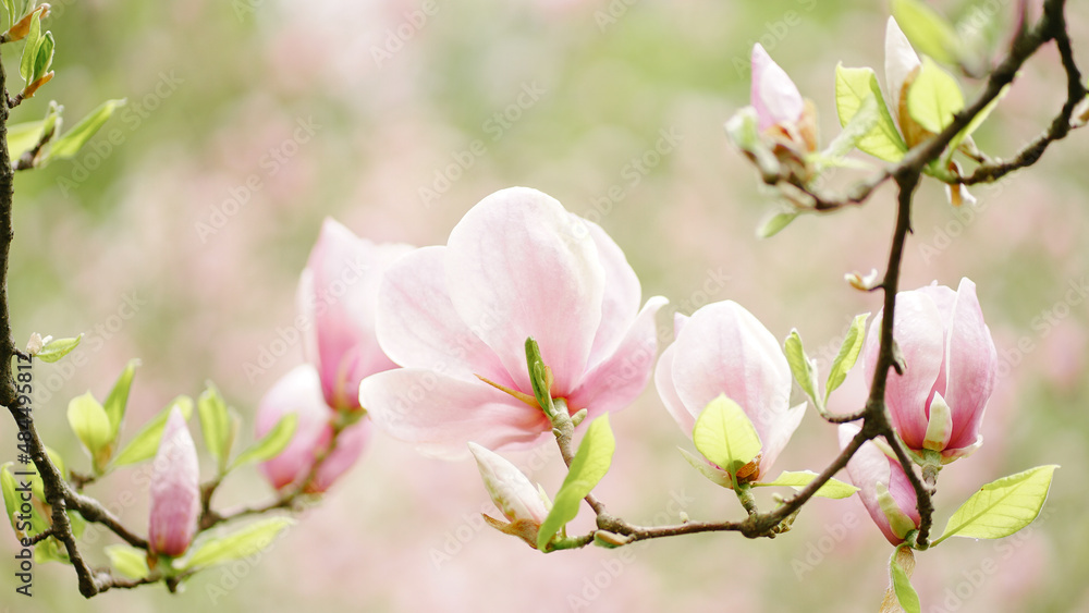 Obraz premium pink flowers