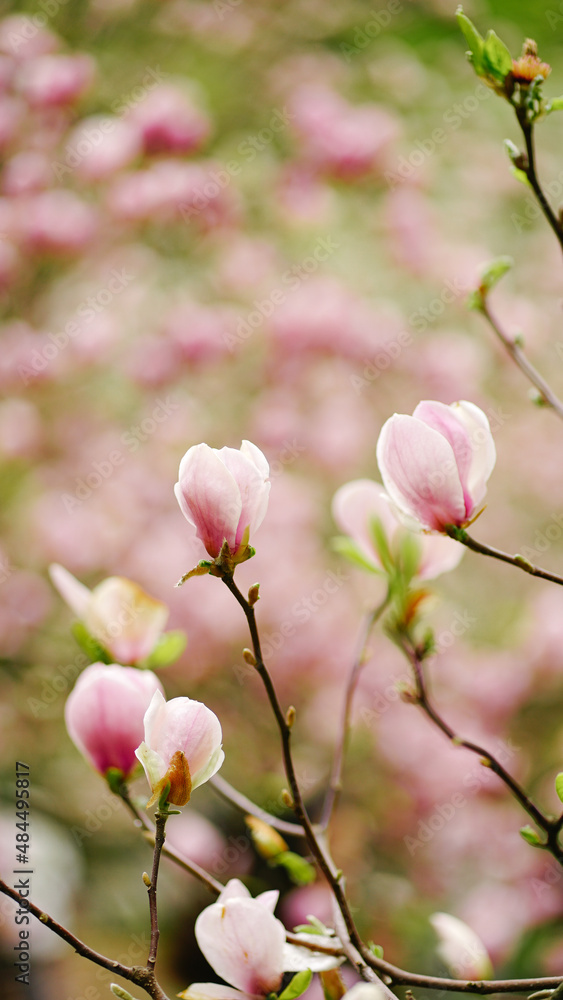 Obraz premium pink cherry blossom