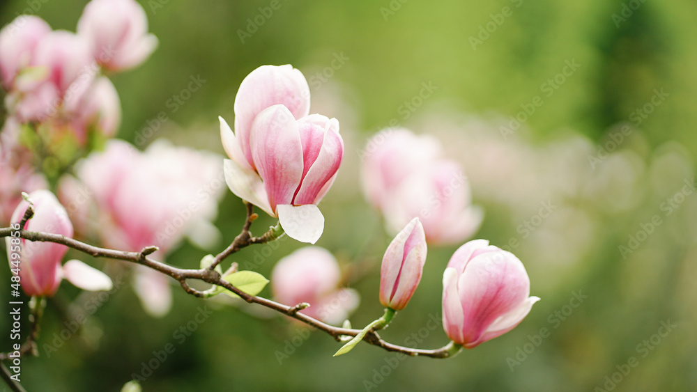 Fototapeta premium pink magnolia flower