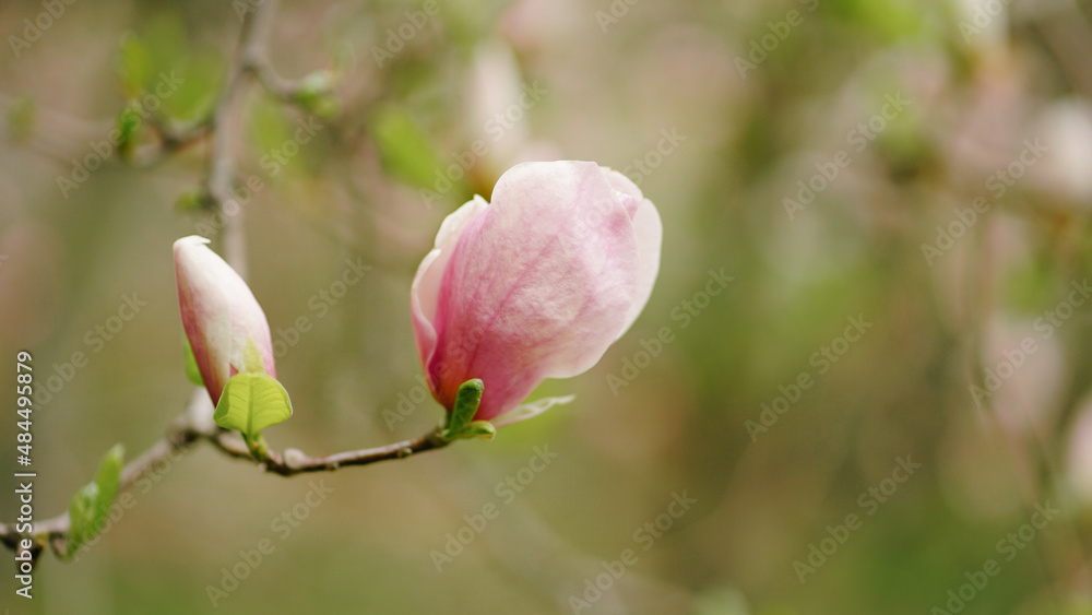 Obraz premium magnolia blossom
