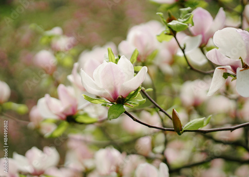 pink cherry blossom in spring