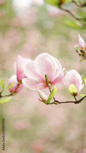 blossom in spring © neteli