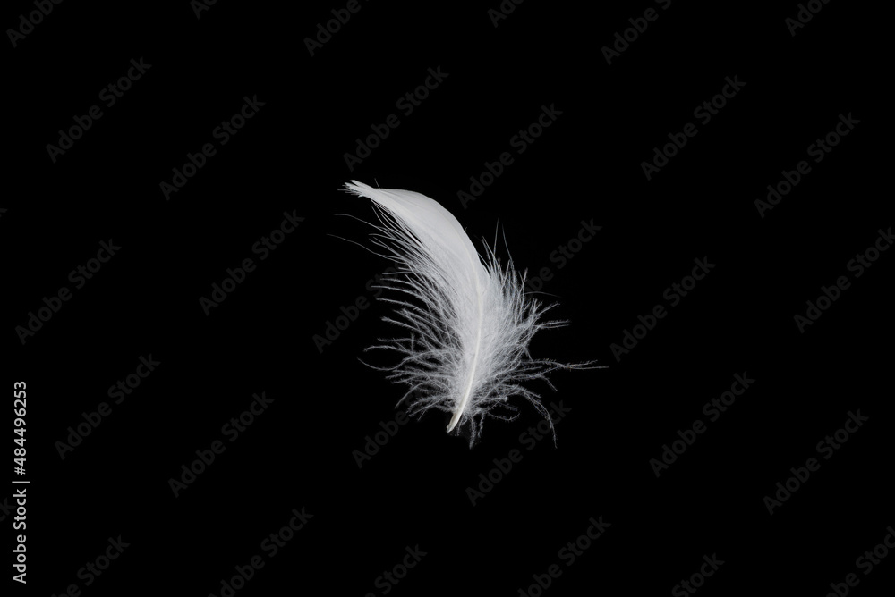 Obraz premium White feather isolated on a black background.