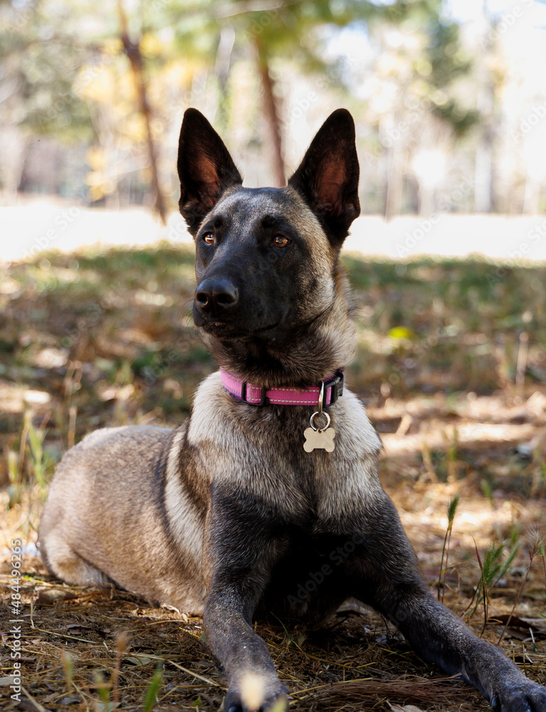 belgian malinois shepherd dog in an open park on a sunny day belgian malinois shepherd dog in an open park on a sunny day