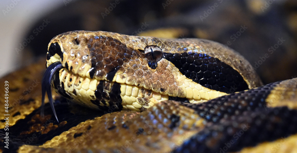 Fototapeta premium una serpiente boa constrictor