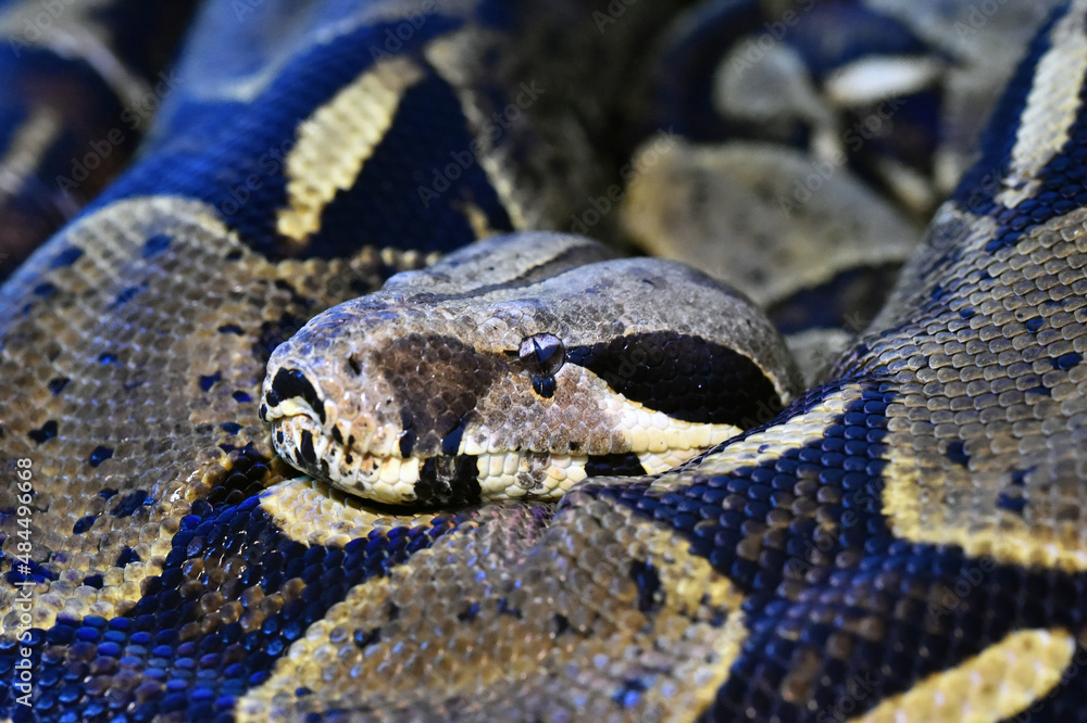 una serpiente boa constrictor una serpiente boa constrictor